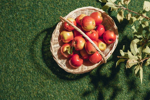 Manzanas rojas sabrosas en canasta de mimbre con hojas de manzano - foto de stock