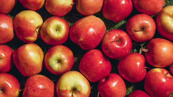 Top view of red apples on green grass — Stock Photo