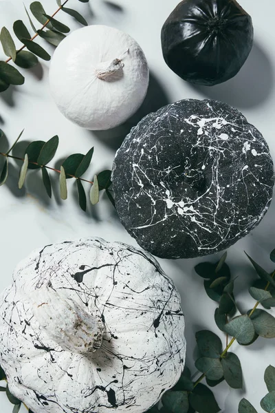 Vista dall'alto di zucche in bianco e nero con schizzi di vernice ed eucalipto, decorazione tradizionale di Halloween — Foto stock