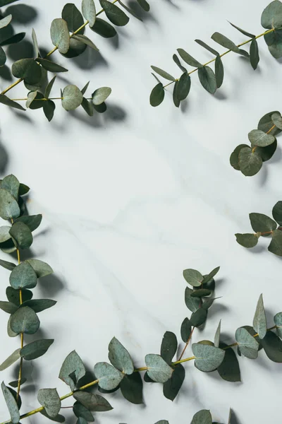 Top view of eucalyptus leaves on white background — Stock Photo