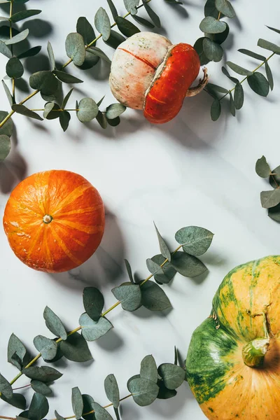 Top view of autumn pumpkins and eucalyptus leaves on white background — Stock Photo