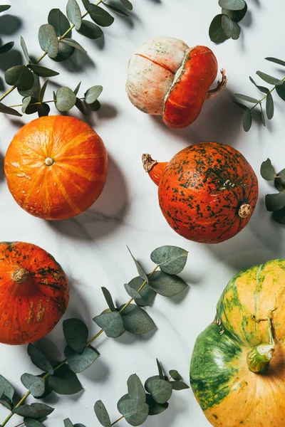 Vue de dessus des citrouilles biologiques et des feuilles d'eucalyptus sur fond blanc — Photo de stock