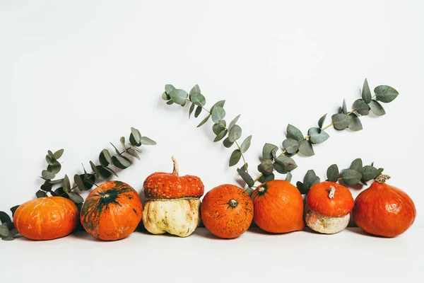 Citrouilles orange avec des branches d'eucalyptus sur fond blanc — Photo de stock