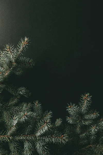 Dekorative grüne Tannenzweige auf dunklem Hintergrund mit Kopierraum — Stockfoto