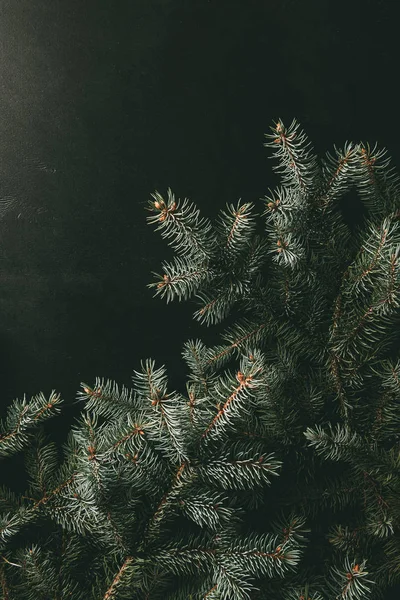 Green fir branches on black background — Stock Photo