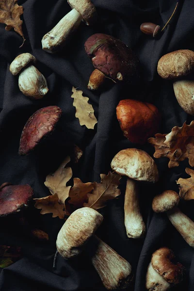 Top view of various raw edible mushrooms and dry leaves on black fabric — Stock Photo