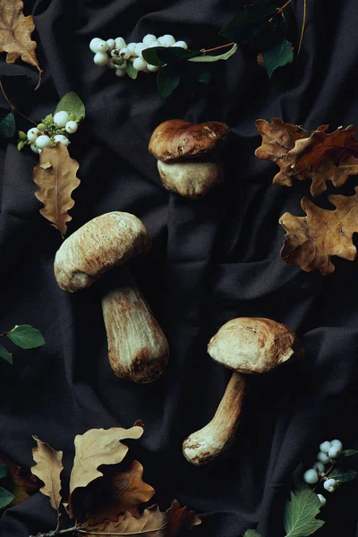 Верхний вид вкусного сырого boletus edulis грибов на темную ткань — стоковое фото