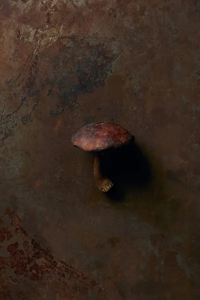 Top view of uncooked suillus mushroom on dark grunge surface — Stock Photo