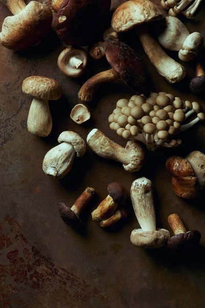 Vista superior de vários cogumelos comestíveis crus no fundo escuro grunge — Fotografia de Stock