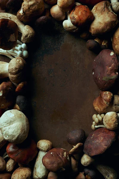 Top view of various fresh edible mushrooms on dark background — Stock Photo