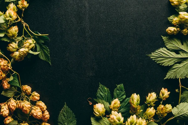 Flache Lage mit Hopfen und grünen Blättern auf schwarzer Oberfläche — Stockfoto