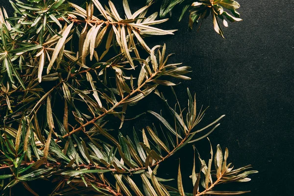 Flat lay with common sea buckthorn branches arranged on black background — Stock Photo