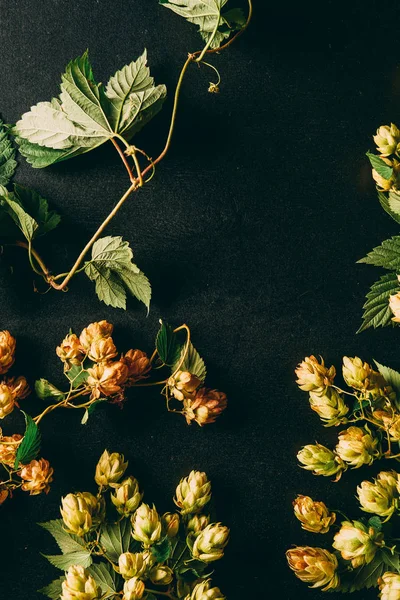 Flat lay with hops and green leaves on black surface — Stock Photo