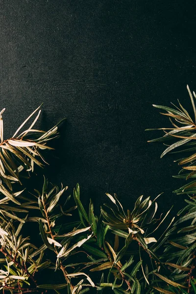 Flat lay with common sea buckthorn branches arranged on black background — Stock Photo