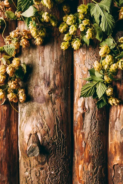 Draufsicht auf Hopfen mit grünen Blättern auf Holzkulisse — Stockfoto