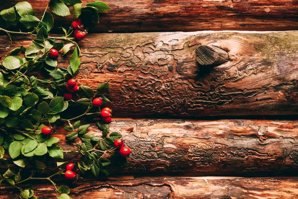 Flat lay with briar red berries and green leaves on wooden background — Stock Photo