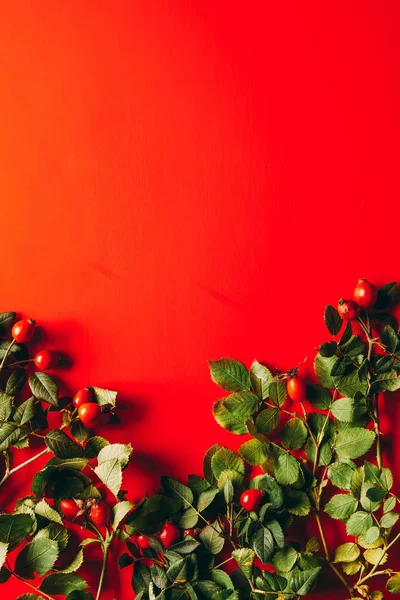 Tendido plano con briar y hojas verdes sobre fondo rojo - foto de stock