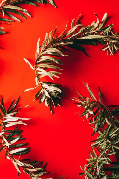 Full frame of common sea buckthorn branches arranged on red background — Stock Photo