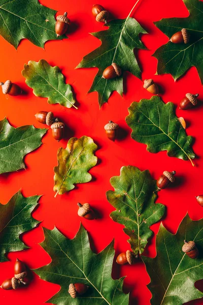 Marco completo de hojas de roble verde y bellotas disposición sobre fondo rojo - foto de stock