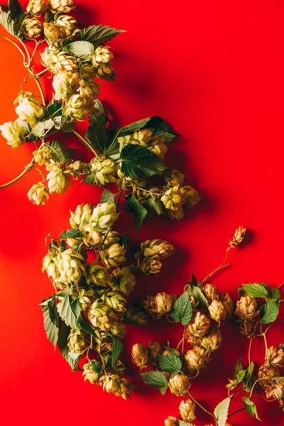 Top view of hops with green leaves on red backdrop — Stock Photo