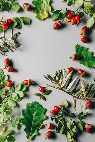 Top view of arrangement with common sea buckthorn, briar and acorns autumn herbs on grey backdrop — Stock Photo