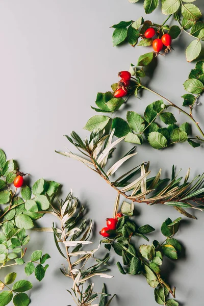 Top view of arrangement with common sea buckthorn and briar autumn herbs on grey backdrop — Stock Photo