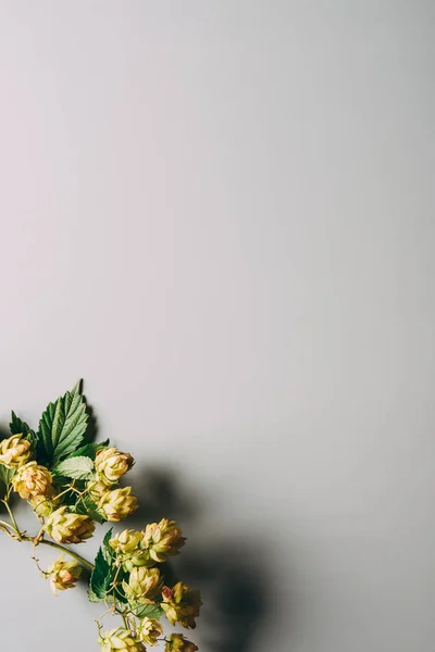 Vue du dessus des branches de houblon au feuillage vert sur fond gris — Photo de stock