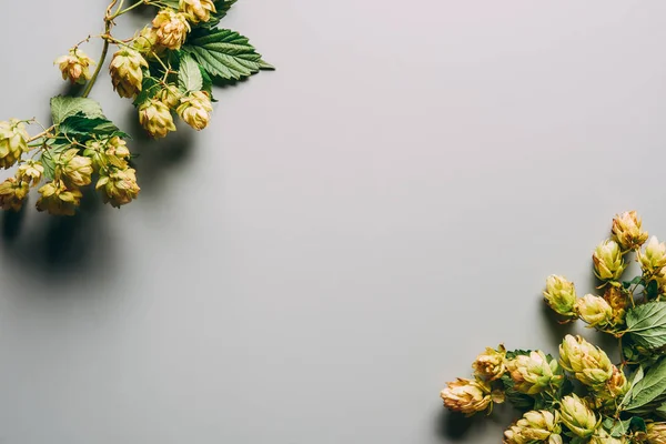 Top view of hops branches with green foliage on grey background — Stock Photo