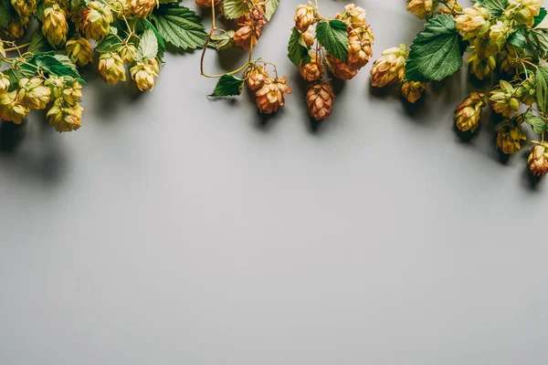 Vue du dessus des branches de houblon au feuillage vert sur fond gris — Photo de stock