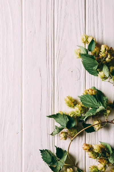 Top view of hops branches with green leaves on white wooden surface — Stock Photo