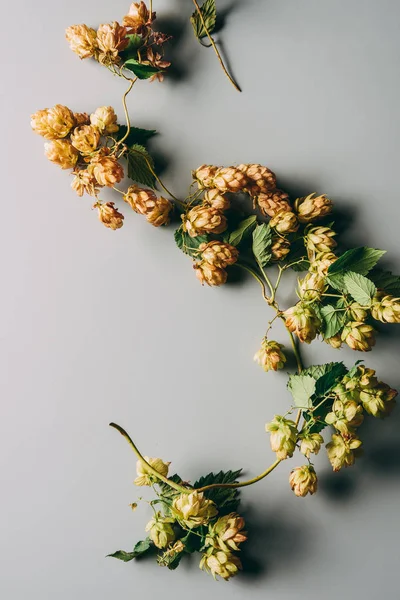 Vue du dessus des branches de houblon au feuillage vert sur fond gris — Photo de stock