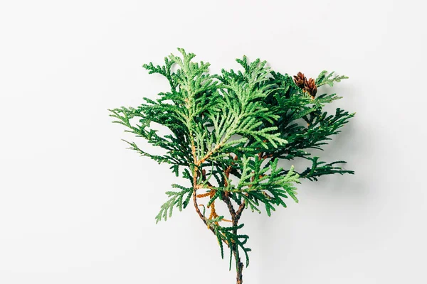 Top view of green pine tree branch on white background — Stock Photo