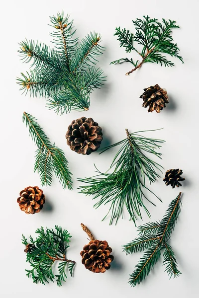 Flat lay with green branches and pine cones arranged on white backdrop — Stock Photo