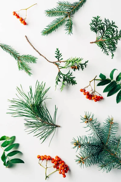 Flat lay with winter arrangement of pine tree branches and sea buckthorn on white backdrop — Stock Photo