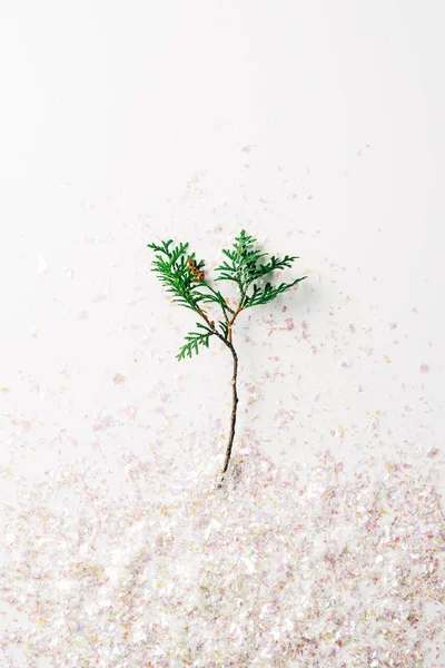 Vue de dessus de branche de pin et confettis sur fond blanc — Photo de stock