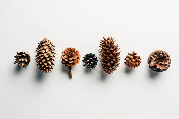 Vista superior de cones de pinho dispostos em fundo branco — Fotografia de Stock