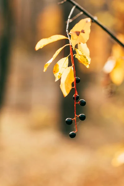 Follaje de otoño naranja con bayas sobre fondo borroso - foto de stock