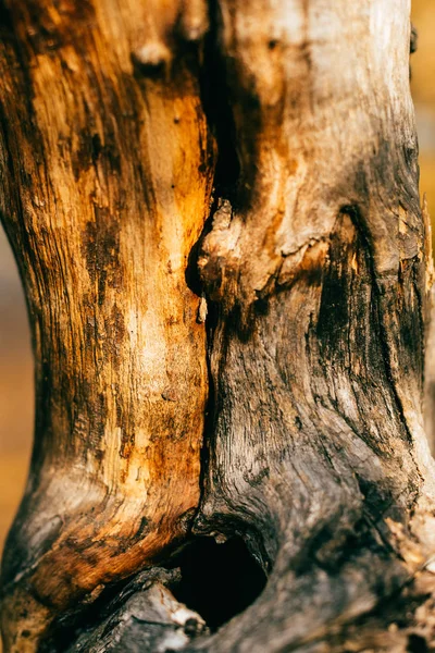 Fondo con corteza de árbol marrón agrietado envejecido - foto de stock