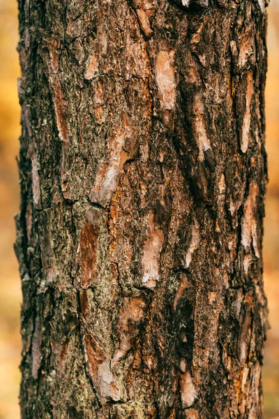 Vista da vicino della corteccia di albero marrone incrinato — Foto stock