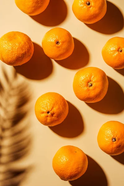 Top view of tangerines and twig shadow on beige backdrop — Stock Photo