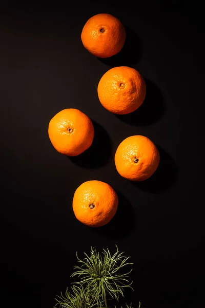 Верхний вид полезных мандаринов и зеленых растений на черном фоне — стоковое фото