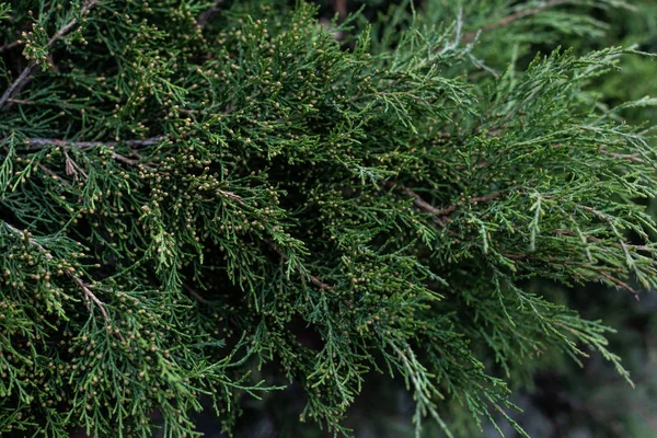 Full frame image of cypress tree branches background — Stock Photo