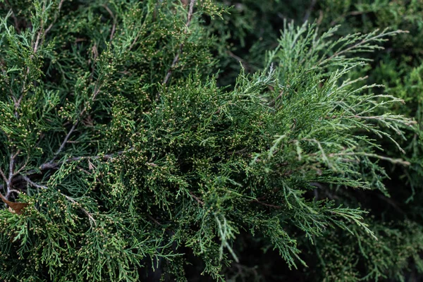 Full frame image of cypress tree branches background — Stock Photo