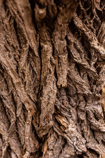 Full frame image of old tree trunk background — Stock Photo