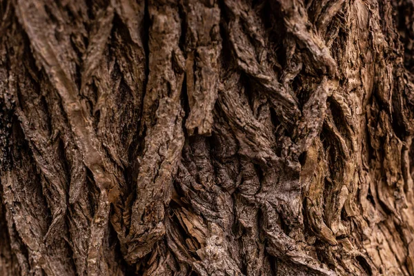 Vollbild des alten Baumstamms Hintergrund — Stockfoto