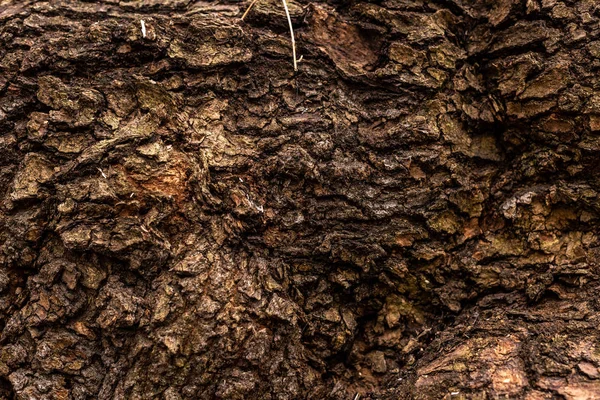 Full frame image of old tree trunk background — Stock Photo