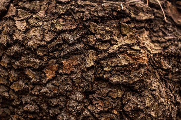 Full frame image of old tree trunk background — Stock Photo