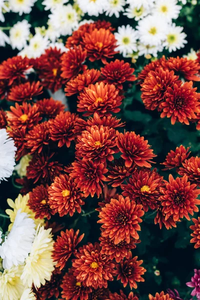 Foyer sélectif de beaux chrysanthèmes rouges fond — Photo de stock