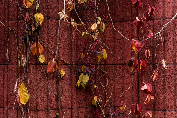 Foco seletivo de folhas outonais coloridas com uvas perto da parede vermelha — Fotografia de Stock