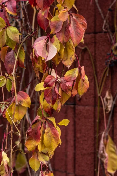 Vue rapprochée des feuilles automnales colorées près du mur rouge — Photo de stock